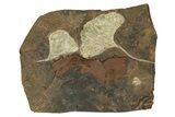 Two Paleocene Fossil Ginkgo Leaves - North Dakota #271062-1